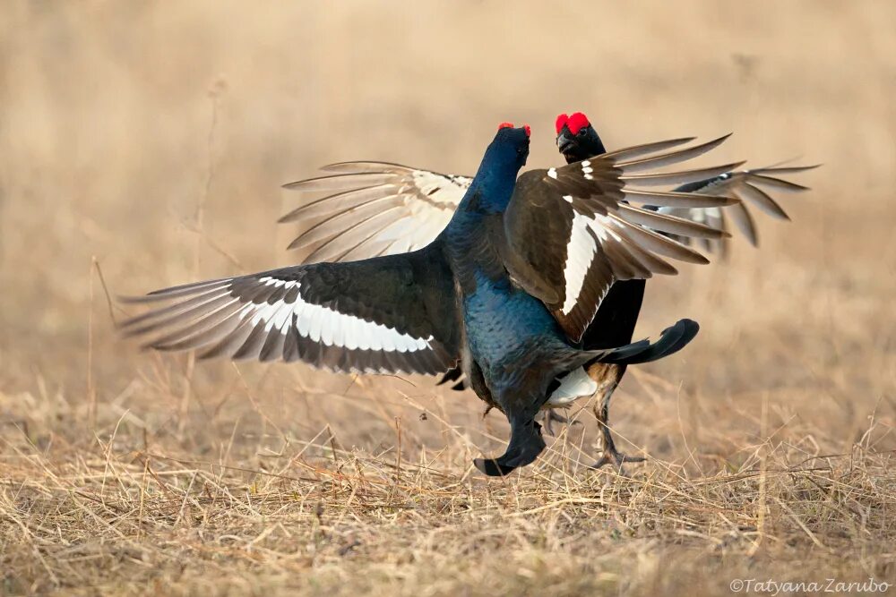 страус стриж тетерев аист лебедь альбатрос. экзотические страусы. голубая страничка типо гдз. машущий полет птиц. тетерев самец.