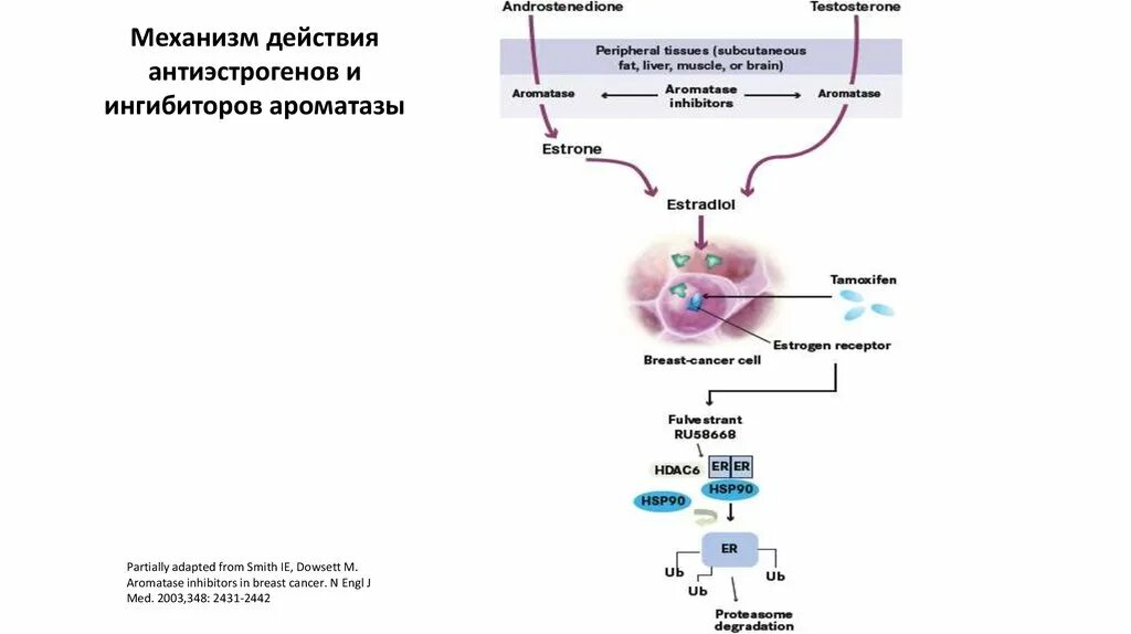 Ингибиторы рака