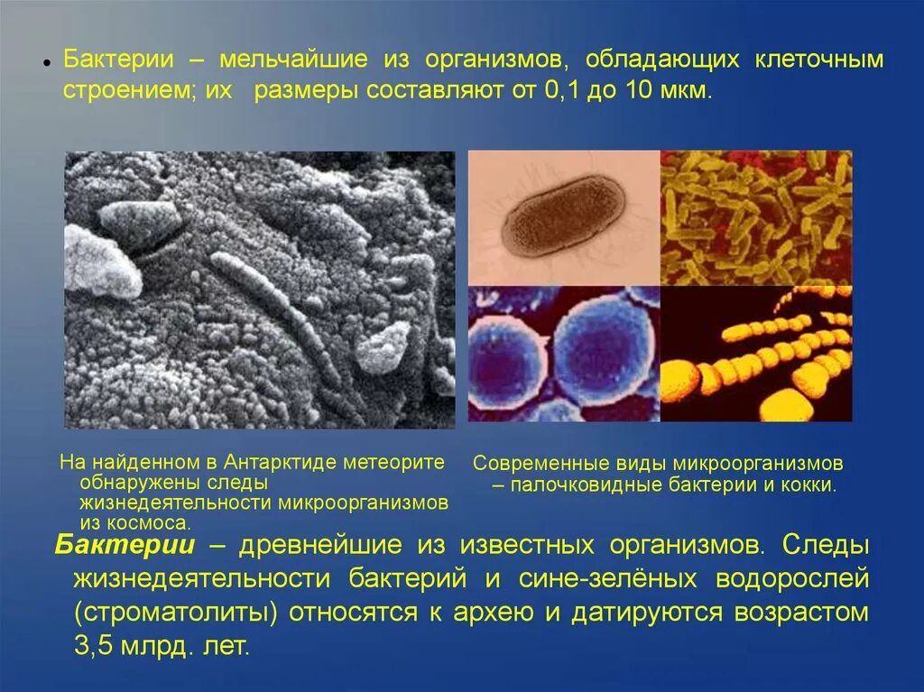 Бактерии можно обнаружить. Бактерии в организме. Жизнедеятельность микроорганизмов. Строение и жизнедеятельность бактерий. Древние бактерии.