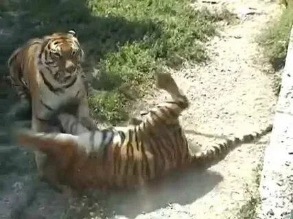 Бой тигров видео