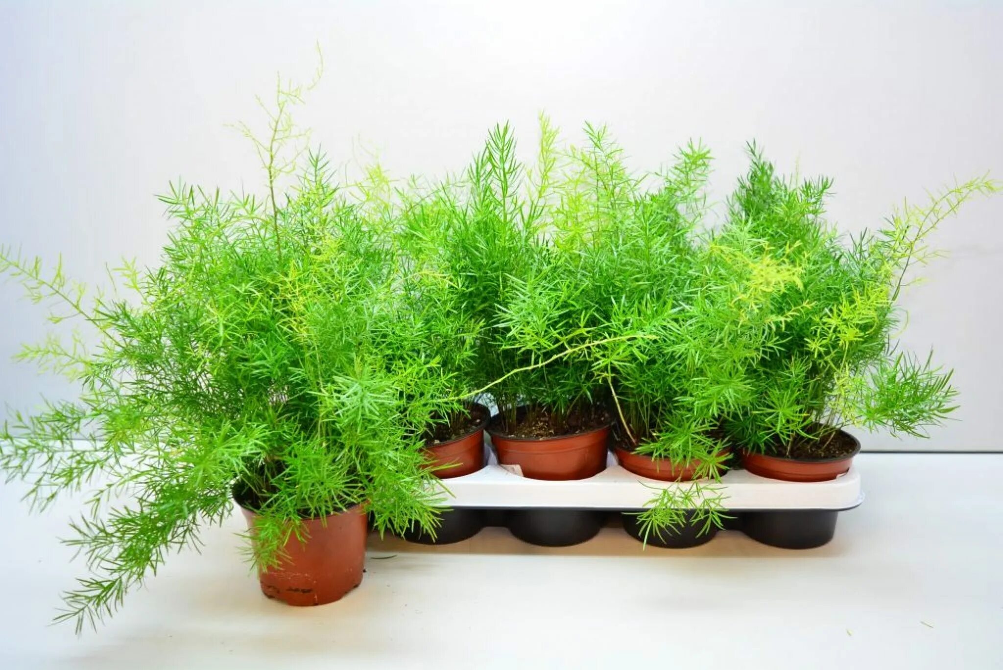 Аспарагус микс d12. Аспарагус денсифлорус спренгери. Аспарагус перистый. Аспарагус перистый (плюмозус). Аспарагус шпренгера.