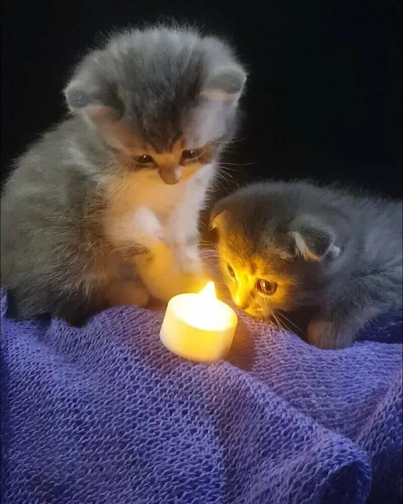 Кот гадает