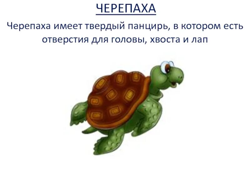 Предложение о черепахе схема предложения. Черепаха слово. предложение про черепаху. предложение со словом черепаха. черепаха имеет.