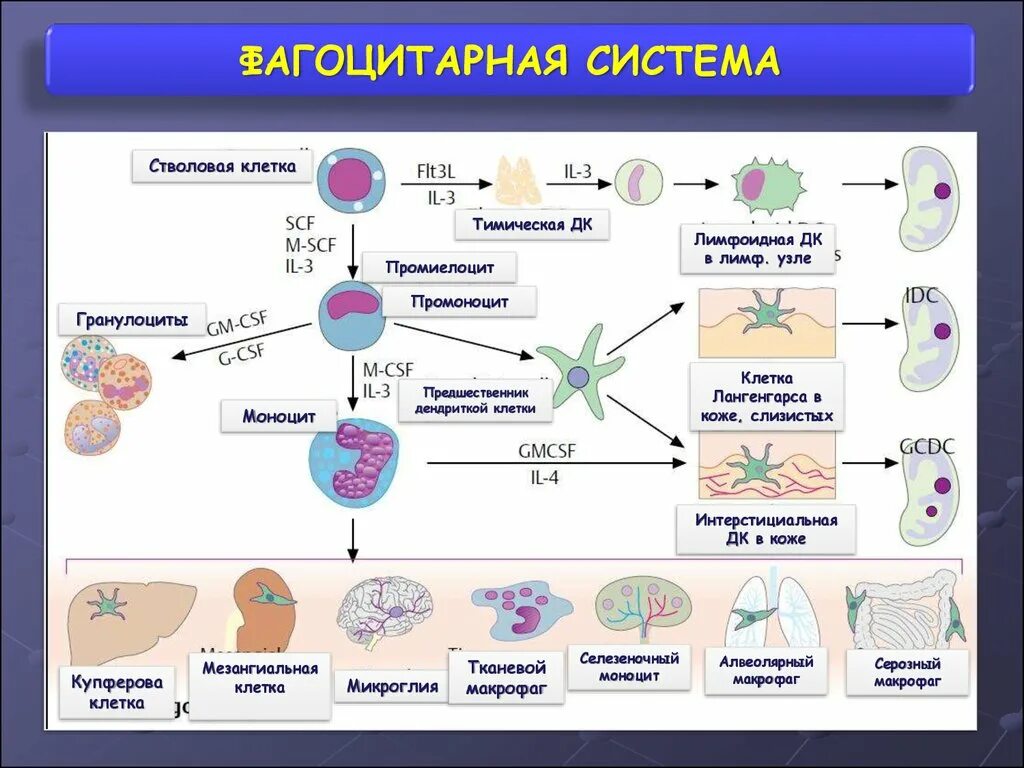 Врожденный иммунитет гранулоциты,. Клетки врожденного иммунитета и их функции. Клетки, относящиеся к системе врожденного иммунитета. Кооперация иммуннокомпетентных клеток. Макрофаги иммунный ответ