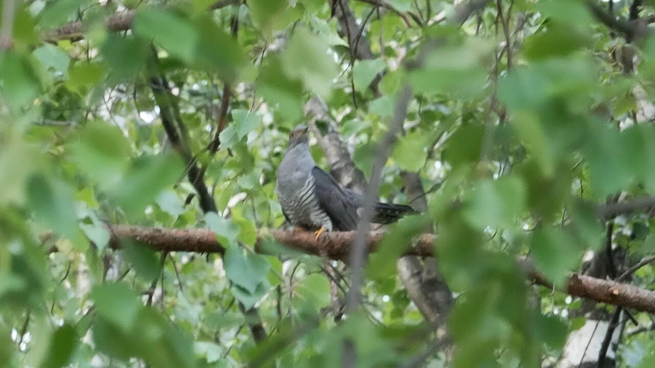 Слушать ты кукуй кукушка в синей