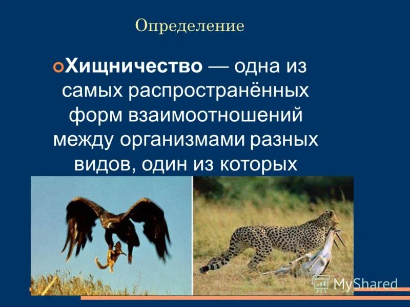 Темы для презентаций хищничество. Взаимоотношения животных в природе хищничество. Хищничество отношения между организмами.