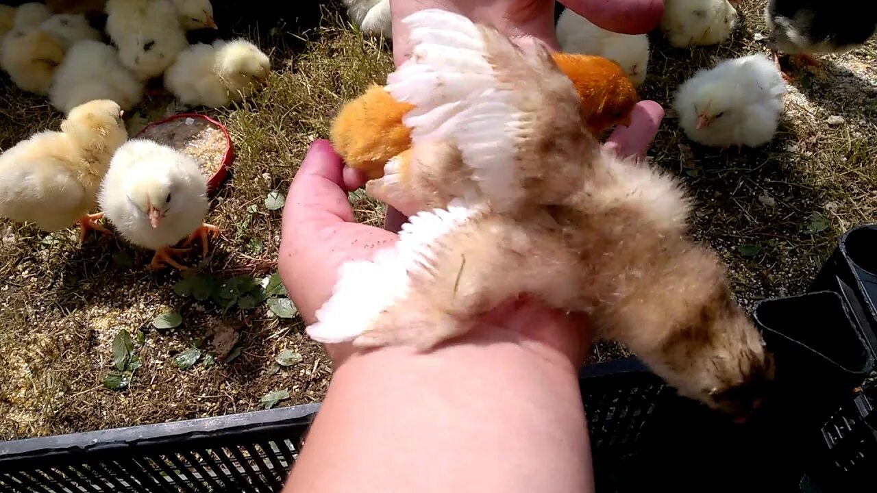 Можно из яйца вывести цыпленка. Забота о цыплятах. Наседка. Наседка и цыплята камушки для цыплят. Цыплята в инкубаторе.