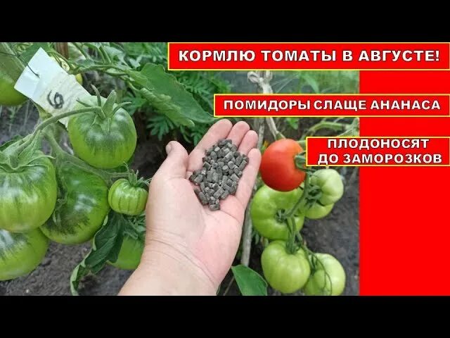 Подкормка томатов в августе в теплице. Помидоры в августе. подкормка томатов в августе. чем кормить рассады помидоры. чем подкормить помидоры, чтобы были сладкими.