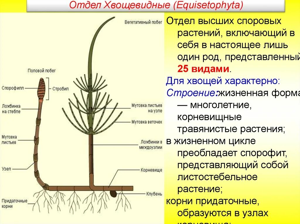 Весенний побег хвоща. Equisetophyta - Хвощевидные. Признаки хвощевидных растений. Строение хвощевидных растений.