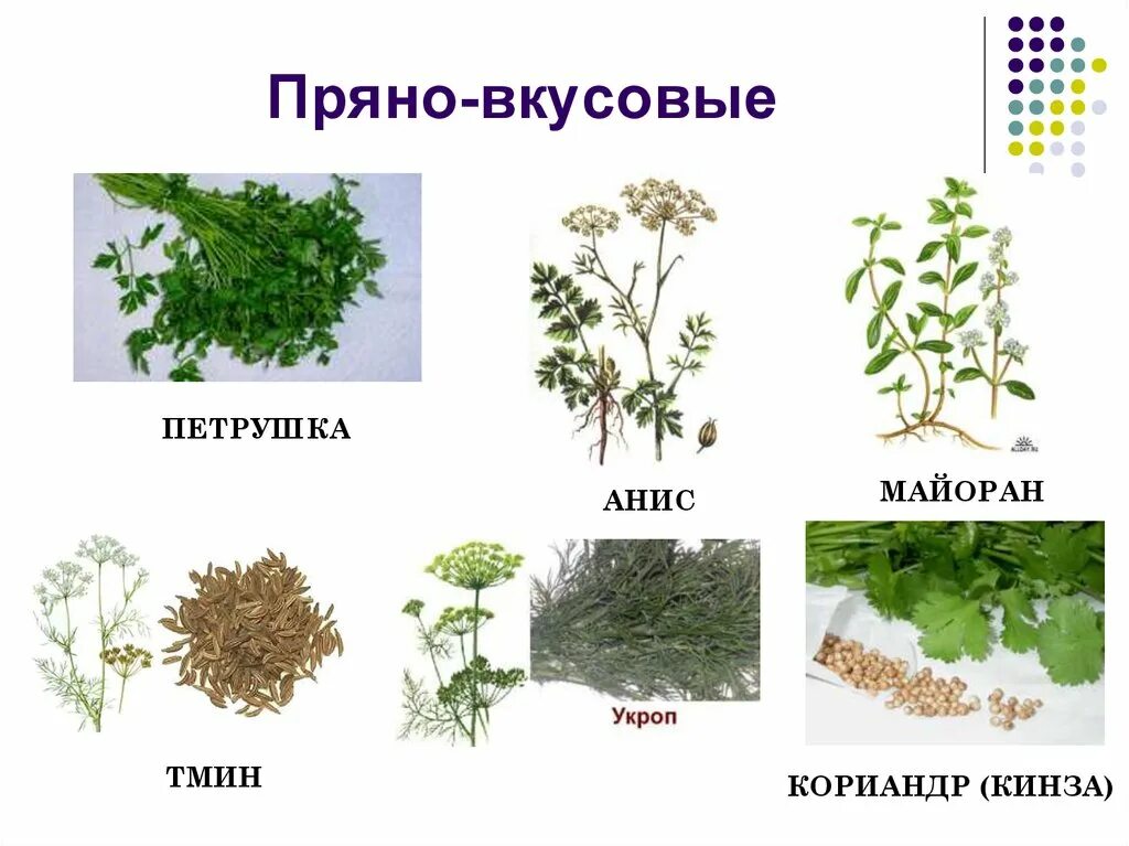 Пряные травы названия. Пряное семейства. Презентация пряные травы для детей.