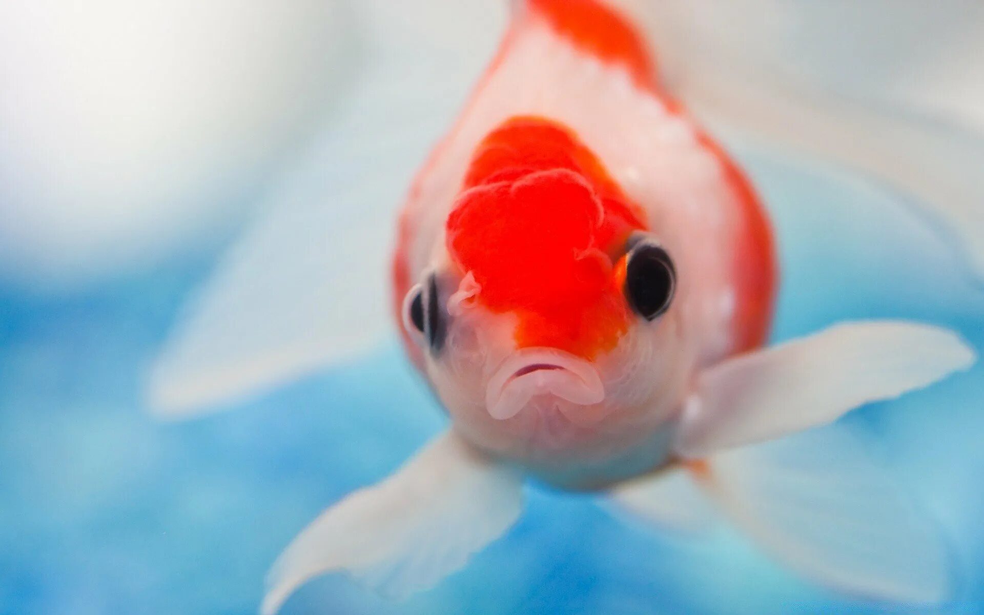 Грустная рыбка. Золотая рыбка оранда красная. Смешные рыбы. Рыбка фловер хорн. Аквариумная рыбка телескоп звездочет.