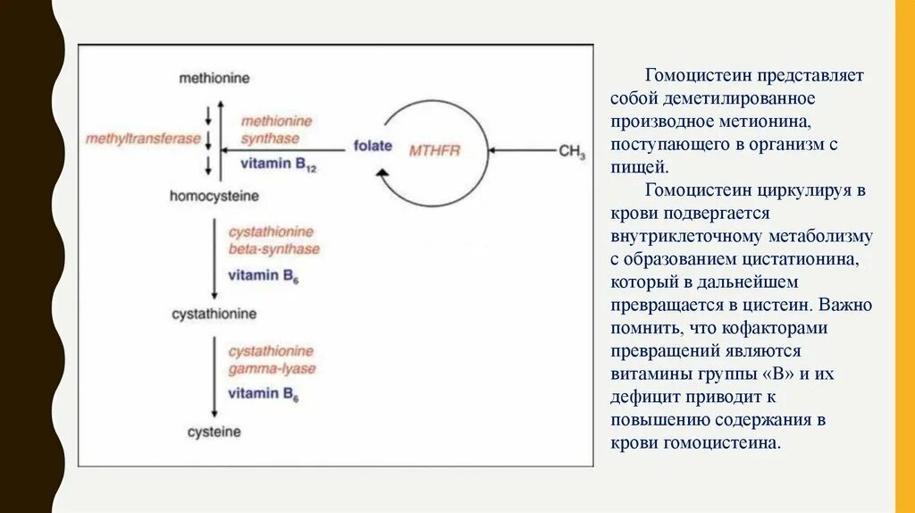 Гомоцистеин биохимия. Метаболизм метионина гомоцистеин. Метаболизм гомоцистеина биохимия. Гомоцистеин в метионин. Метилирование гомоцистеина.