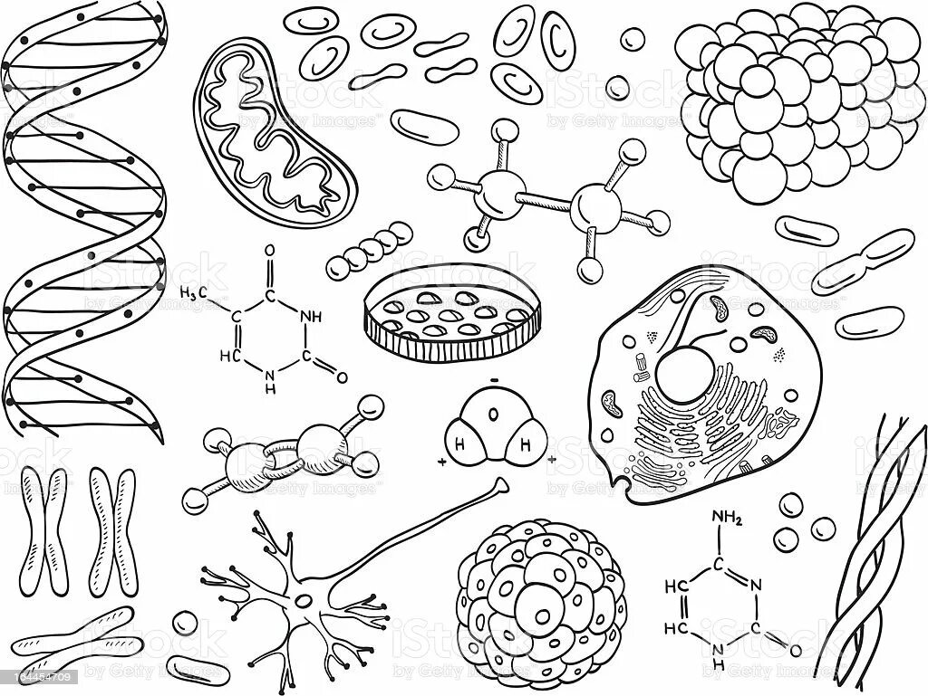 Биологические рисунки. Картинки по биологии. Бактерии раскраска. Биологические раскраски. Легкая тема по биологии