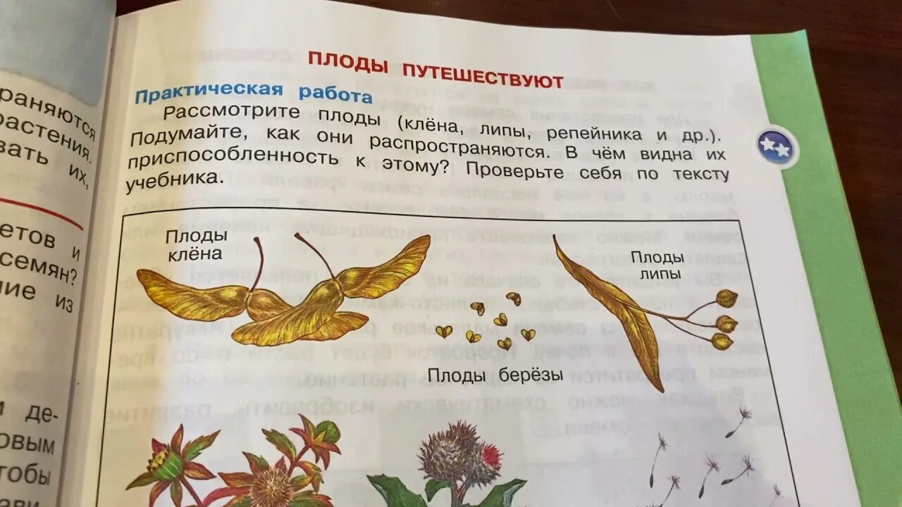 3 класс размножение и развитие растений видеоурок. Окружающий мир 3 класс учебник 1 часть размножение и развитие растений. размножение и развитие попугая 3 класс окружающий мир плешакова.