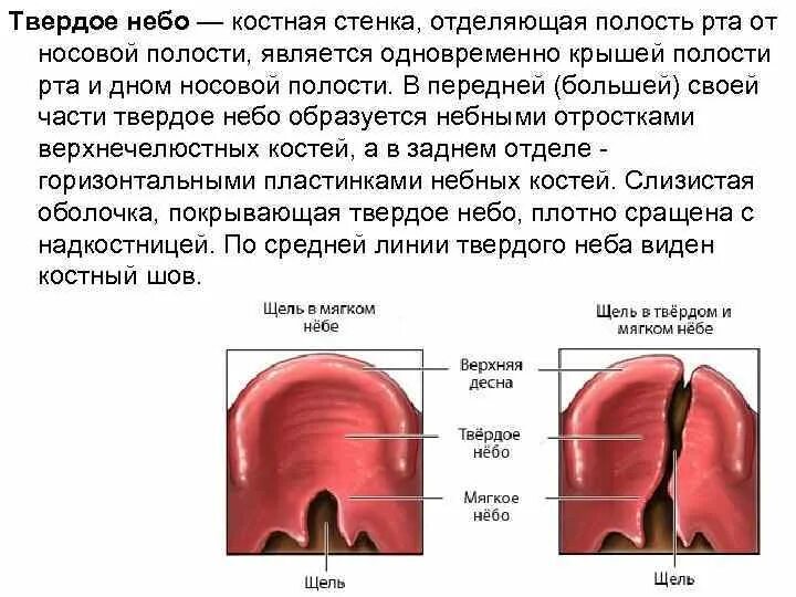 Костная стенка которая отделяет полость рта. Костные образования формирующие твердое небо. Твердое и мягкое небо анатомия. Твердое небо и мягкое небо.