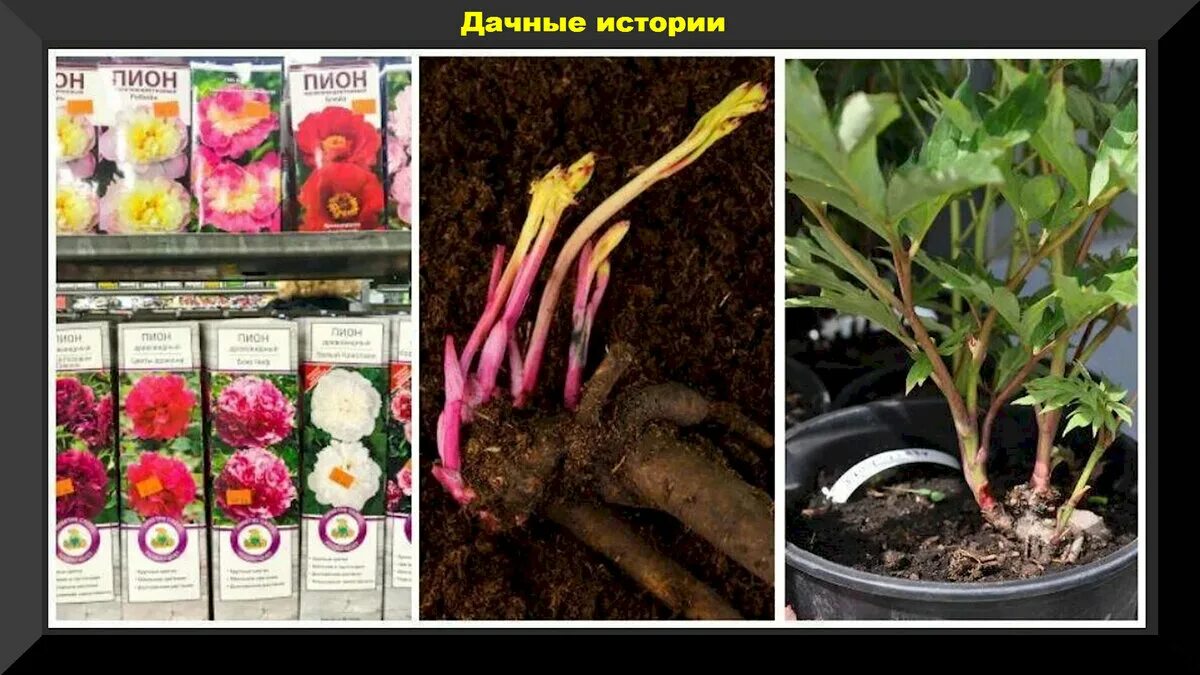 Как правильно посадить пионы весной. Уникальный способ! Пионы, Растения, Цветени