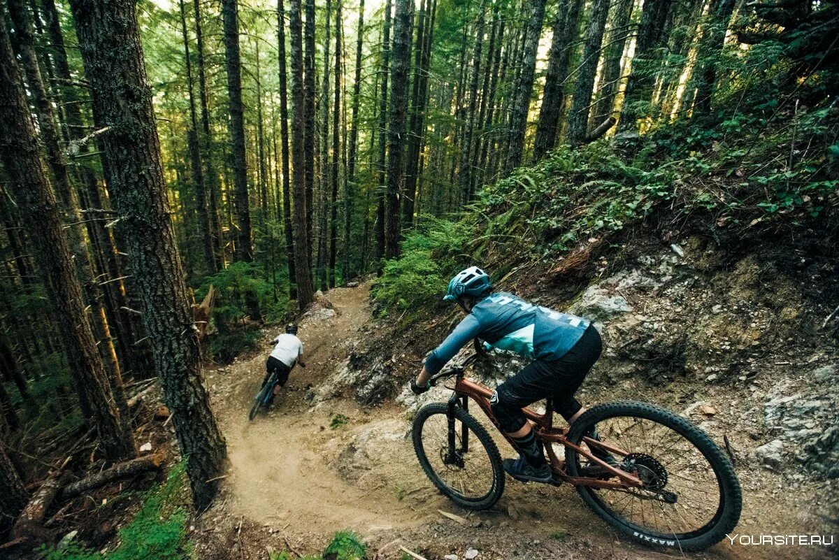 Лес велосипедист. Трейл байк. MTB Трейл. Велотрассы даунхилл. Трейл MTB В лесу.