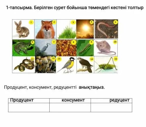 Продуценты консументы и редуценты это. Зяблик консумент. Продуцентов, консументов и редуцентов. Продуценты консументы консументы 2 редуценты.