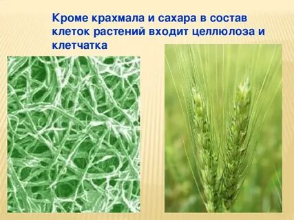 В состав растений входит