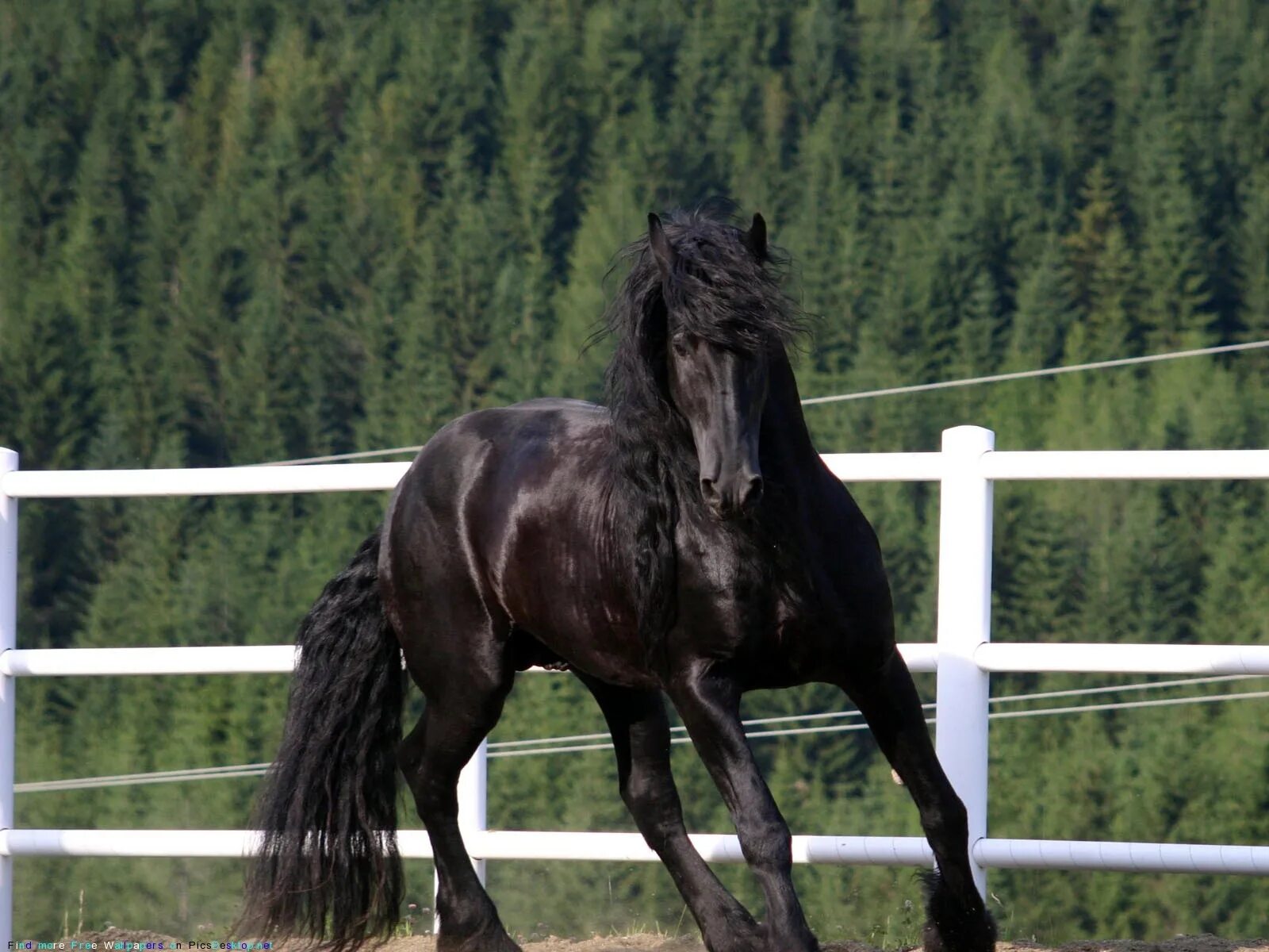 Фриза плюс. Фризская порода лошадей Вороная. Фриз Фризская лошадь. Фризская лошадь черная Жемчужина.
