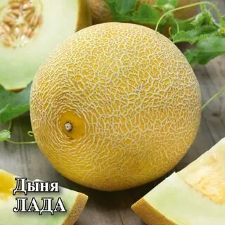 Дыня н в