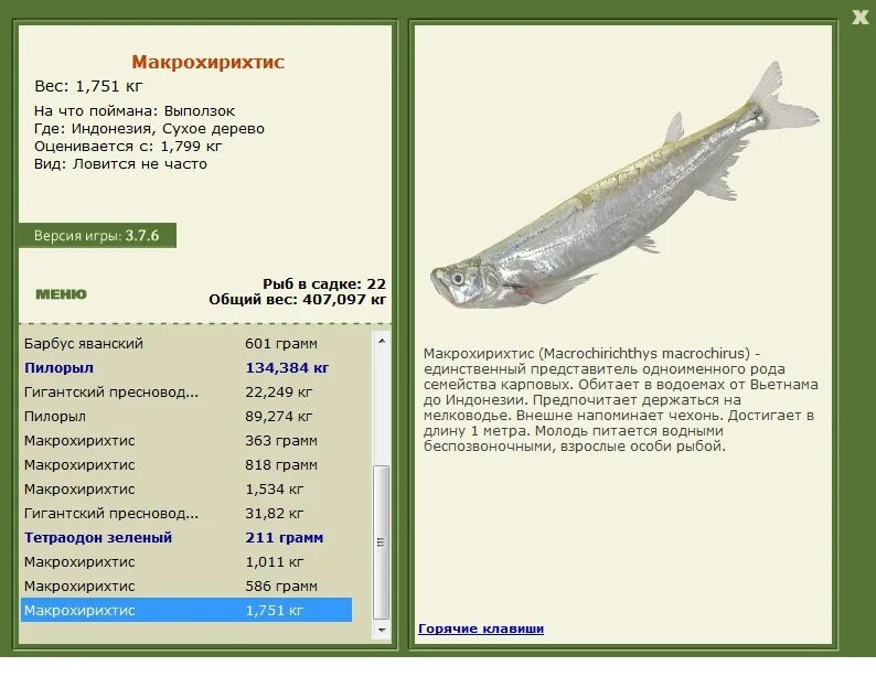 Семейство карповых. Карповые рыбы список. Семейство карповые представители. Взрослая особь рыбы. Русская рыбалка чехонь