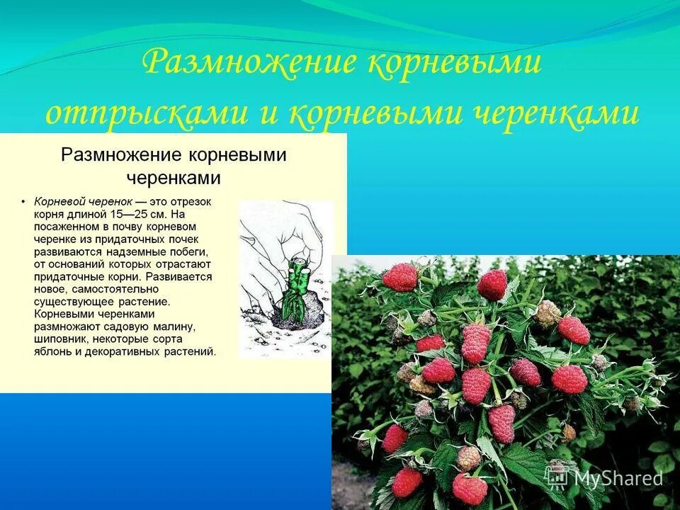 Корневыми черенками размножают