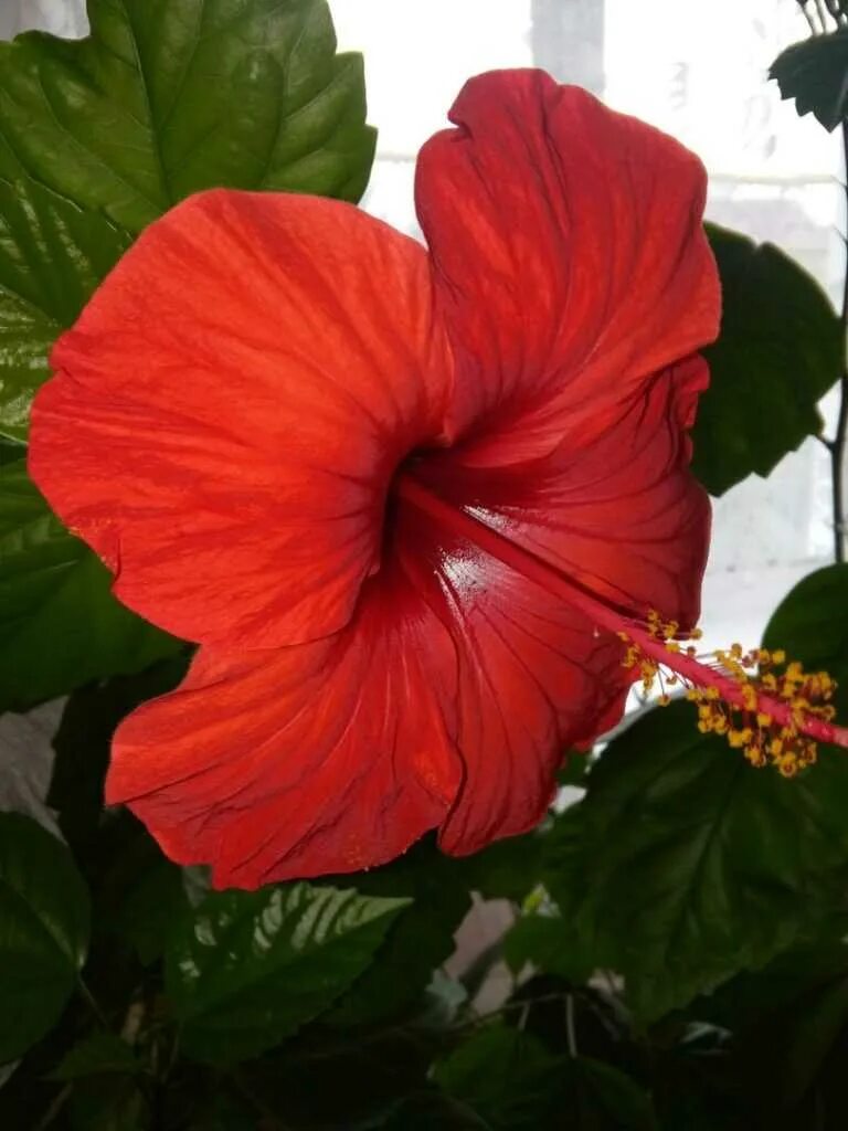 Гибискус китайская роза. Гибискус санни микс. Гибискус комнатный. Гибискус розан. Китайская роза гибискус комнатный.