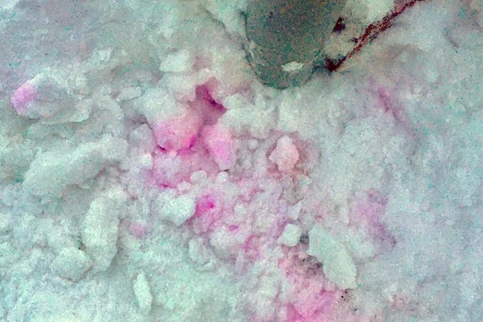 Розовый снег собаки. Розовый снег догхантеры. Розовые пятна на снегу отрава.