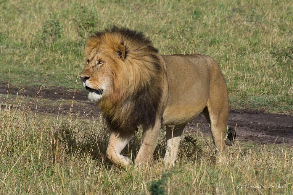 Лев какое млекопитающие. Африканский Лев. Юго Западный Африканский Лев. Конголезский Лев. Восточно Африканский Лев.