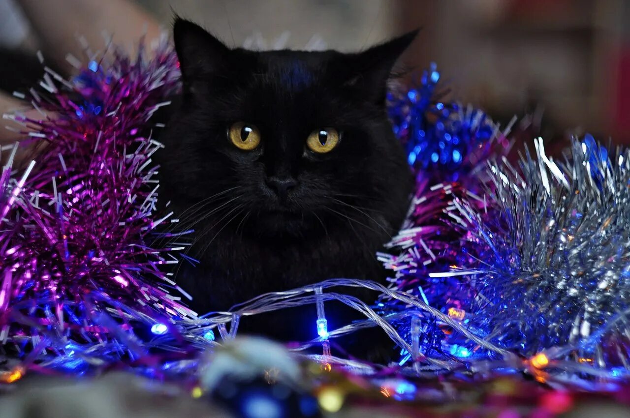 Черный кот новый год. Грампи кэт. Создать новый кот. Котенок в гирлянде. Котёнок и ёлка.