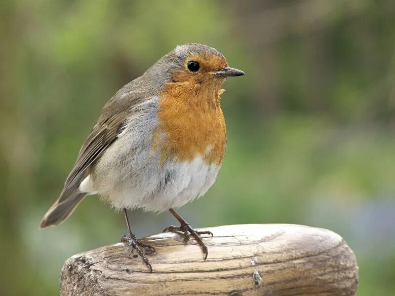 Зарянка – Erithacus rubecula. Зарянка горихвостка. Зарянка Малиновка горихвостка. Зяблик горихвостка.