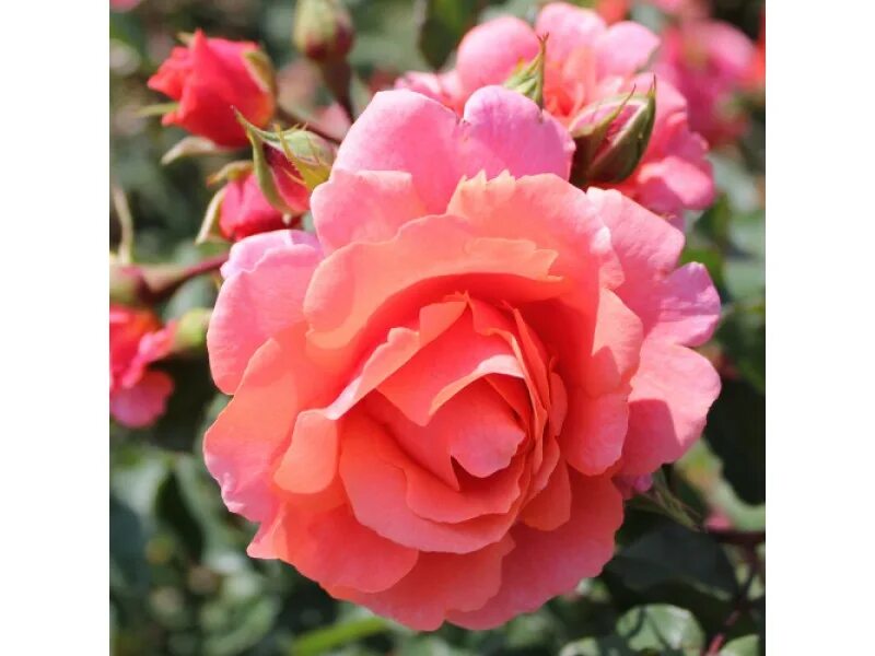 роза поэзия (poesie) грандифлора. грандифлора саженцы розы. роза пацифик оушен грандифлора. розы кордеса фрайзингер моргенрете. роза грандифлора.