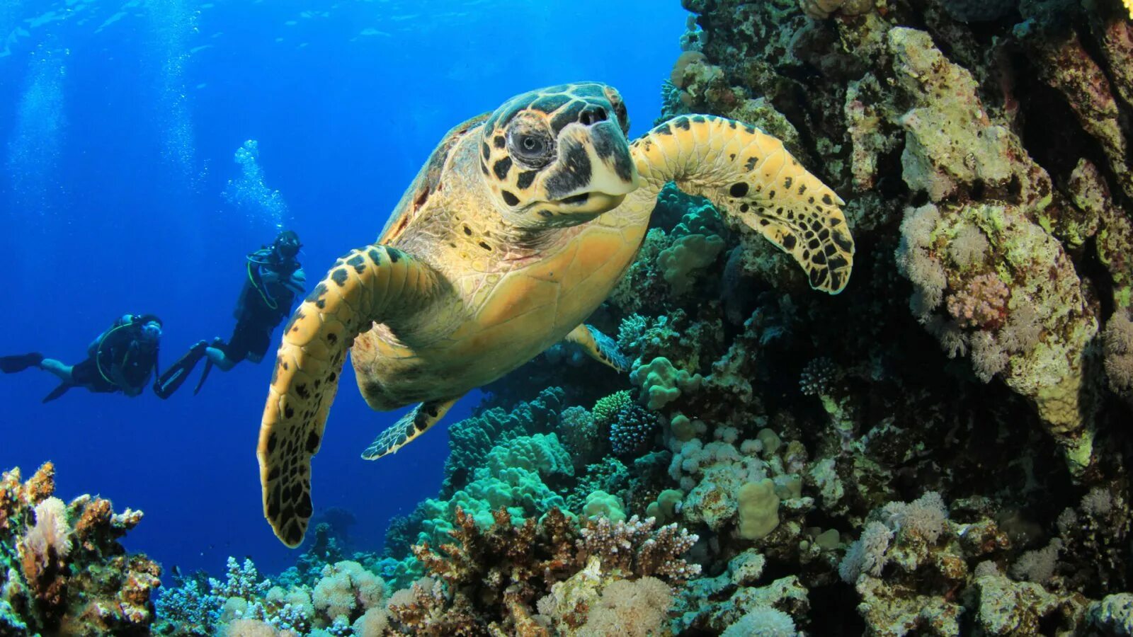 подводный мир океана. синекольчатый осьминог. про морских жителей. галапагосский заповедник дайвинг. рыба морской конек.