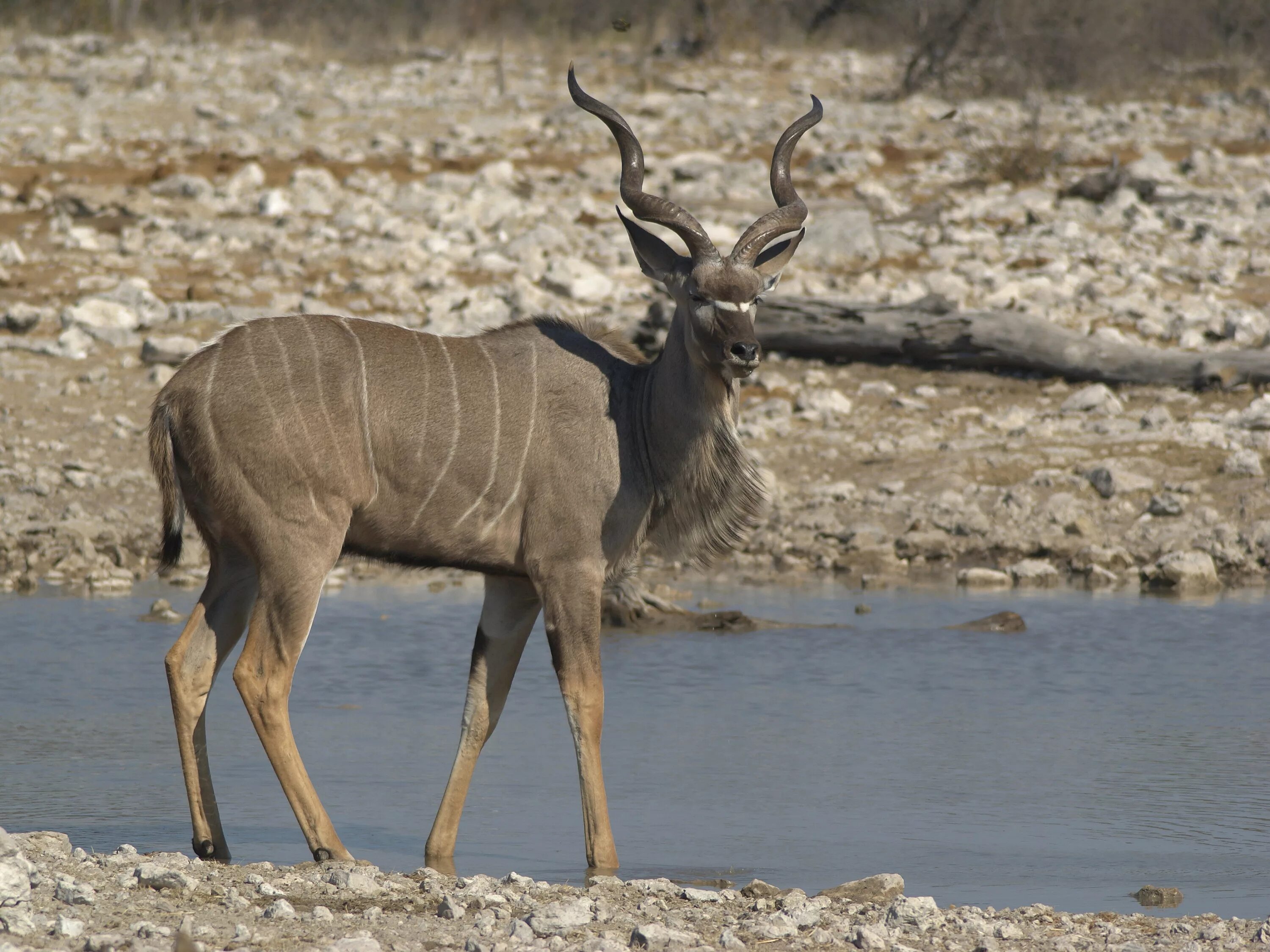 Винторогий Сайгак. Винторогая антилопа куду. Tragelaphus strepsiceros. Куду Африканская антилопа. Саблерогая антилопа из африки 5 букв