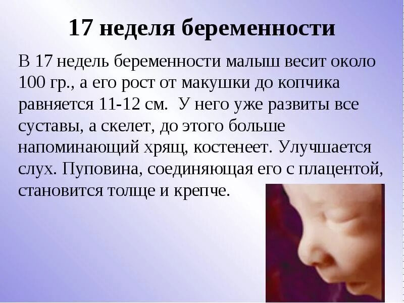 17 недель беременности вес. Ребёнок на 17 неделе беременности. Р ар змер ребенка нам17 неделе. Размер ребенка на 17 неделе.