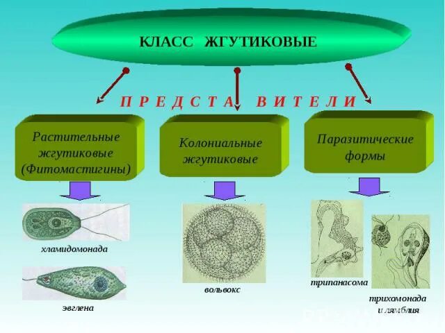 Представителем класса жгутиковые является. Класс жгутиковые эвглена зеленая. простейшие класс жгутиковые. жгутиковые простейшие представители. класс жгутиковые представители.