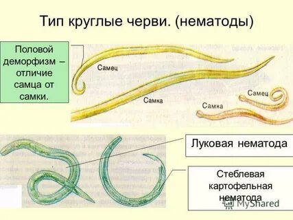 Сколько видов круглых червей