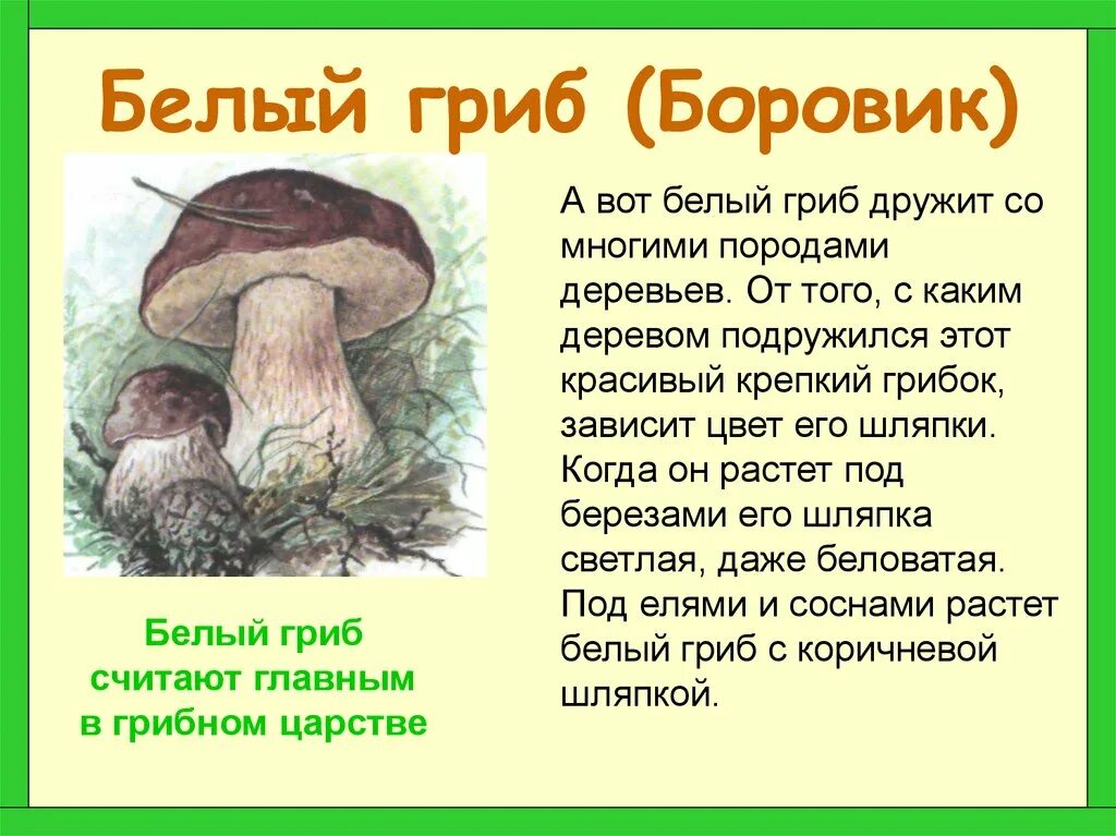 Сообщение о грибе Боровике. Гриб Боровик описание 3 класс. Рассказ про гриб Боровик. Гриб Боровик описание для 2 класса.