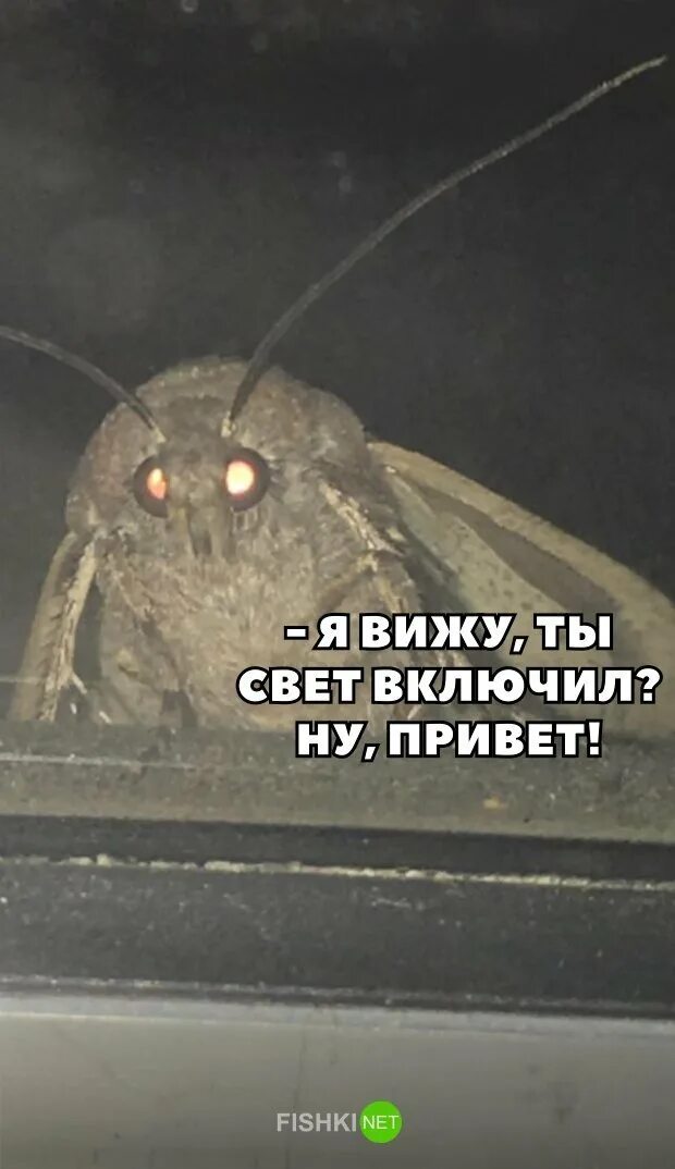 включать привет