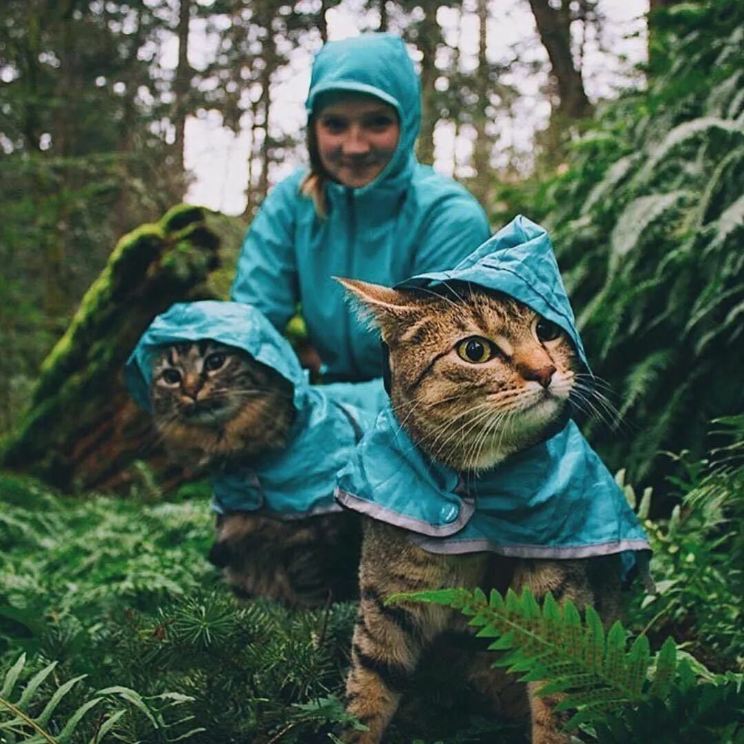 Now only cats will follow me