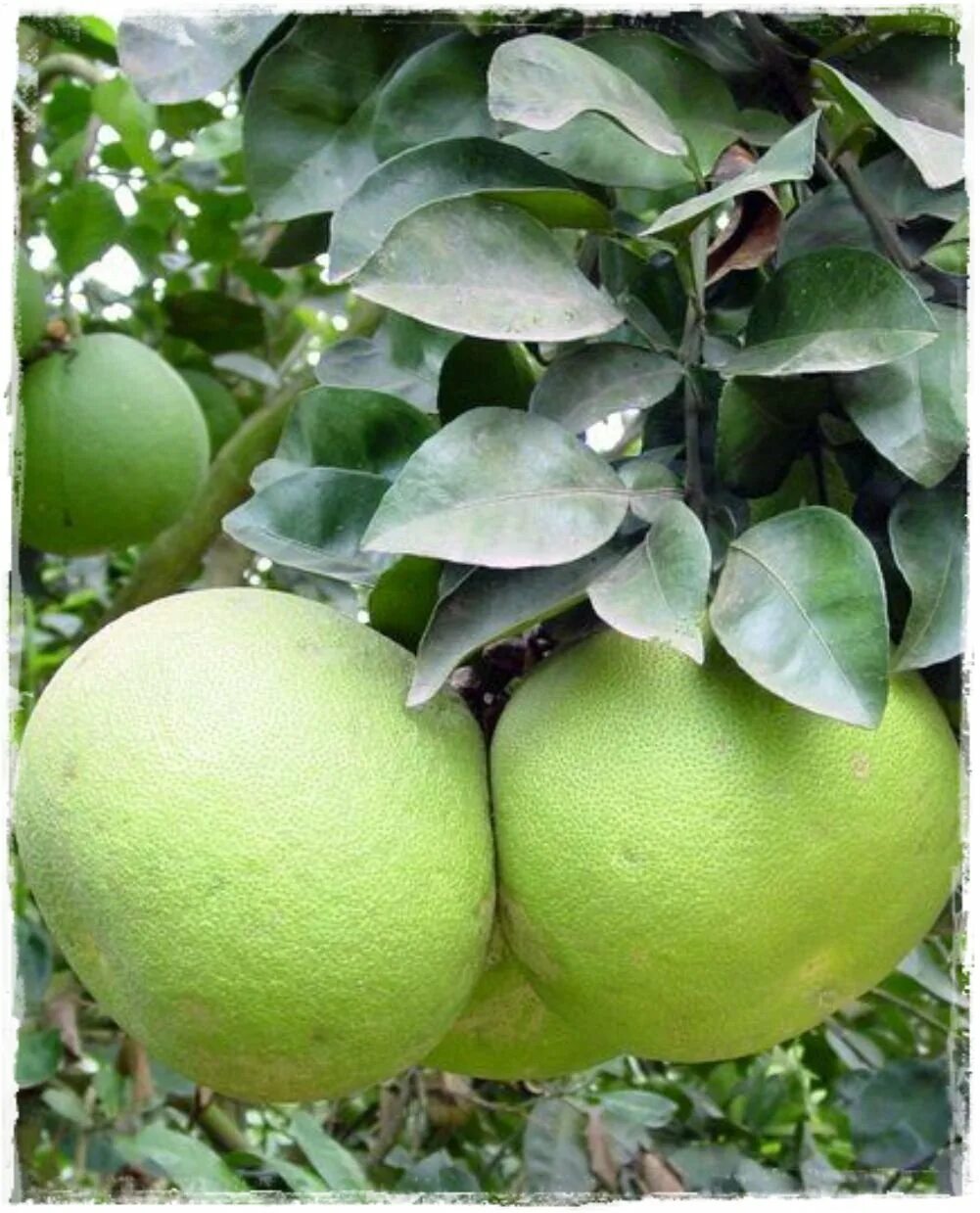 помело фрукт полезные. помело это гибрид. помело шеддок. цитрус помело. помело медовое.