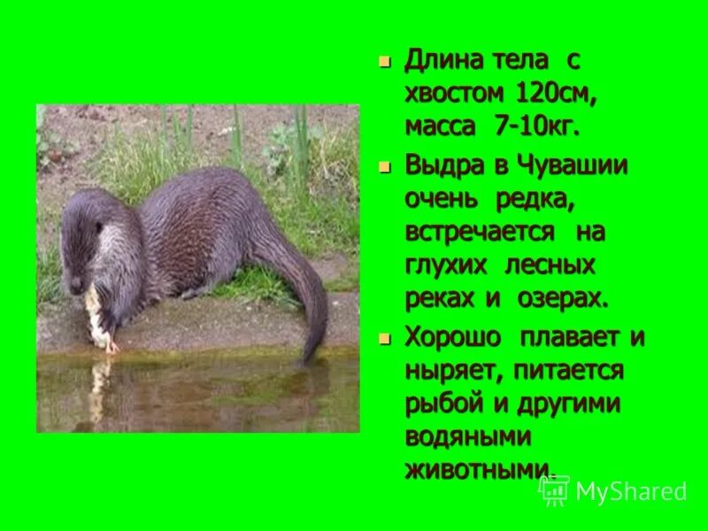 Проект животные красной книги чувашии В Чувашской Республике изданы материалы для ведения Красной книги Министерство п