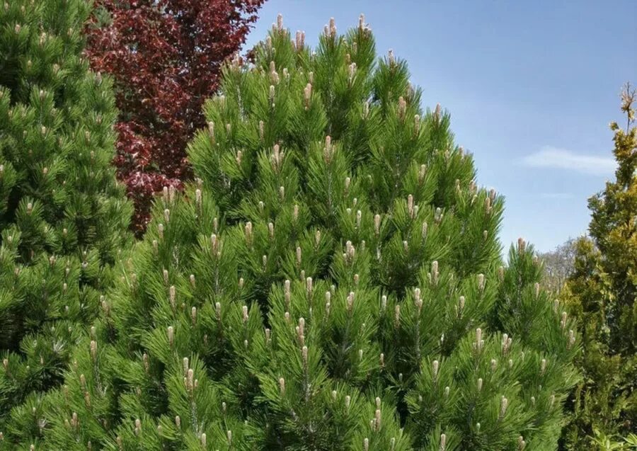 Pinus heldreichii. Pinus heldreichii