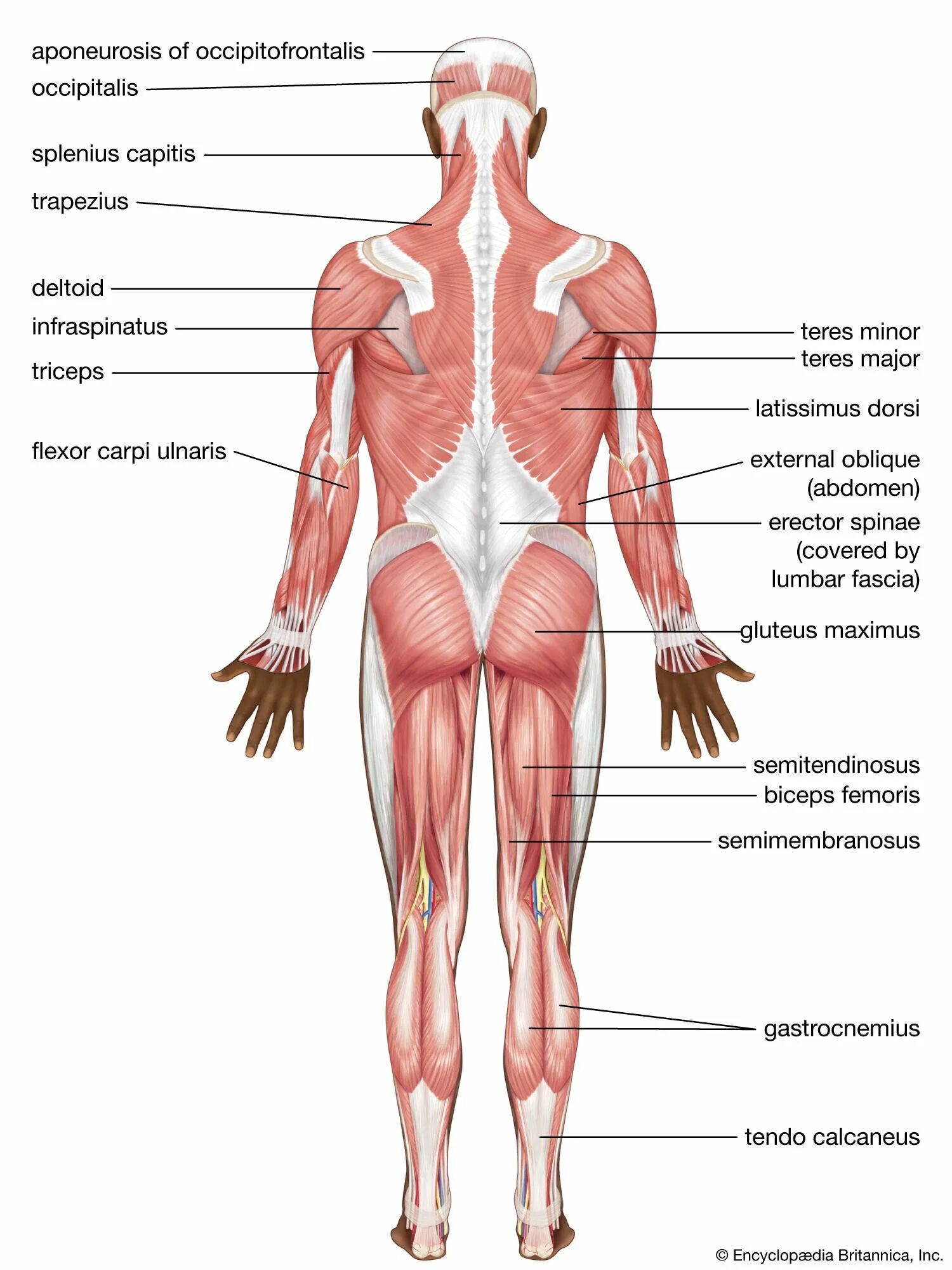 Lower part of the body
