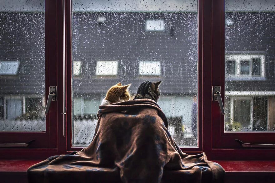 Я сижу у окошка дождь. Кот окно дождь. дождь в окне. дождь за окном кот. кошка на окне.