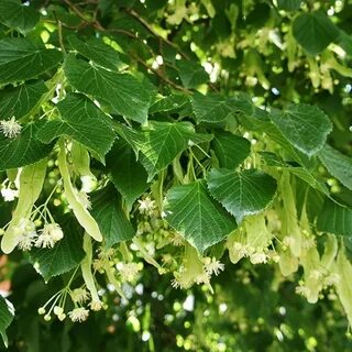 Tilia cordata komsta mini