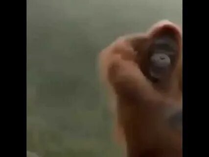 От улыбки лопнул бегемот обезьяна