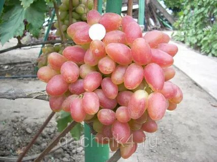 Сорт преображение отзывы