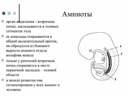 Вторичная почка